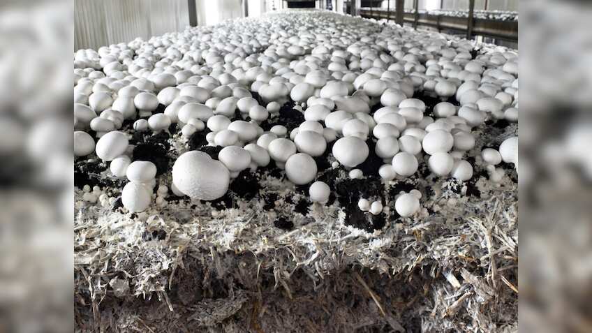 मशरूम का 'किंग' कौन? बिहार, हरियाणा या कोई और? लिस्ट में Top 6 राज्य का नाम देखकर चौंक जाएंगे आप!