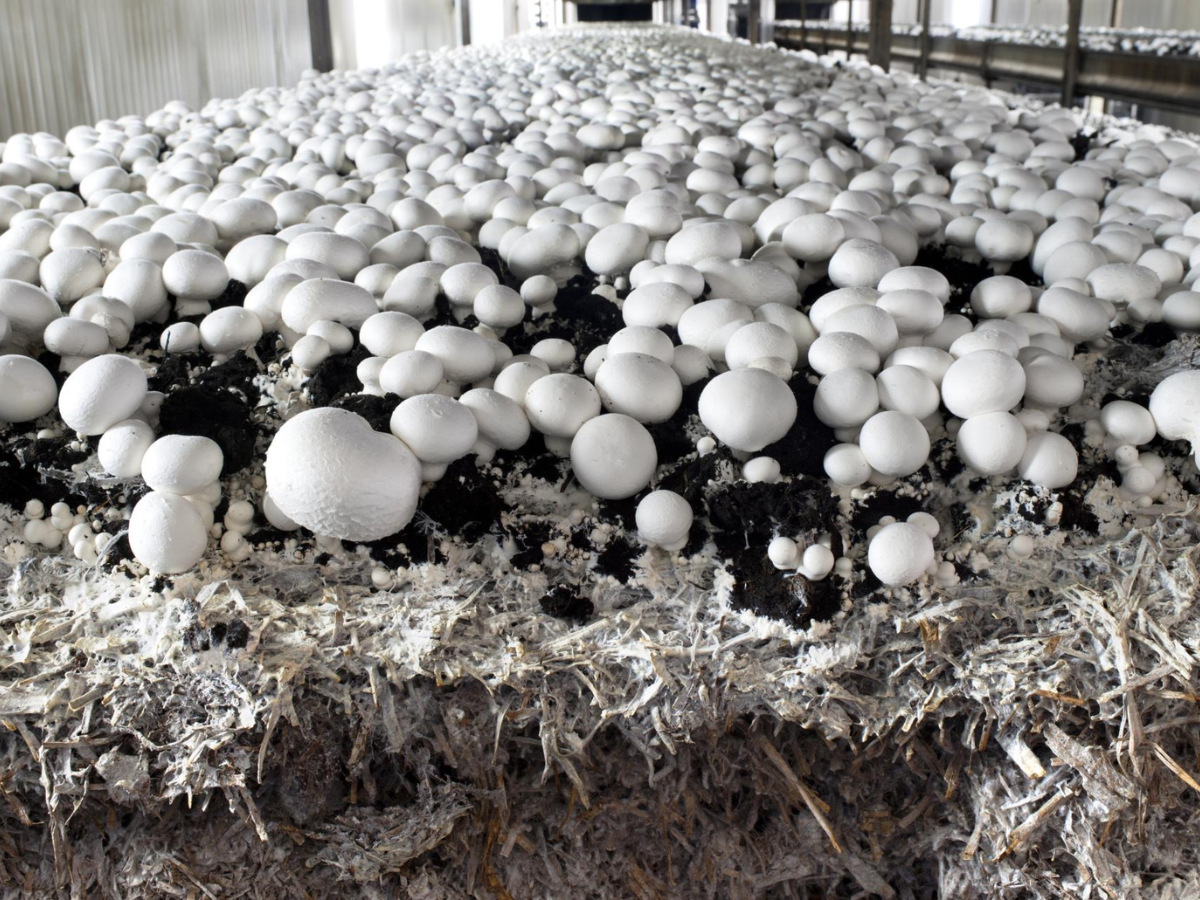 मशरूम का 'किंग' कौन? बिहार, हरियाणा या कोई और? लिस्ट में Top 6 राज्य का नाम देखकर चौंक जाएंगे आप!