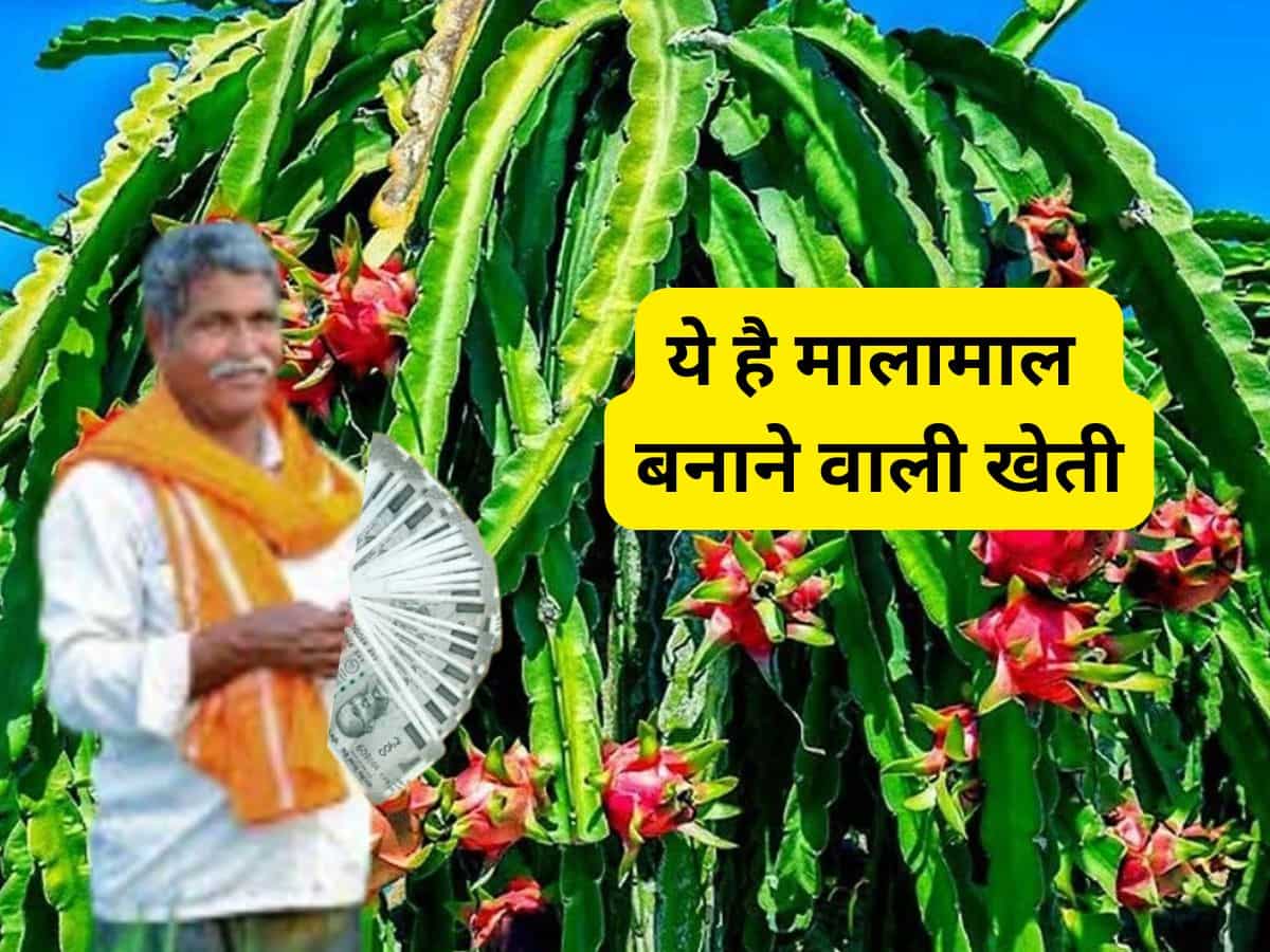 ये है नोट छापने वाली खेती! एक बार लगाओ, 20 साल तक घर बैठे कमाओ, सरकार भी देगी ₹2.70 लाख