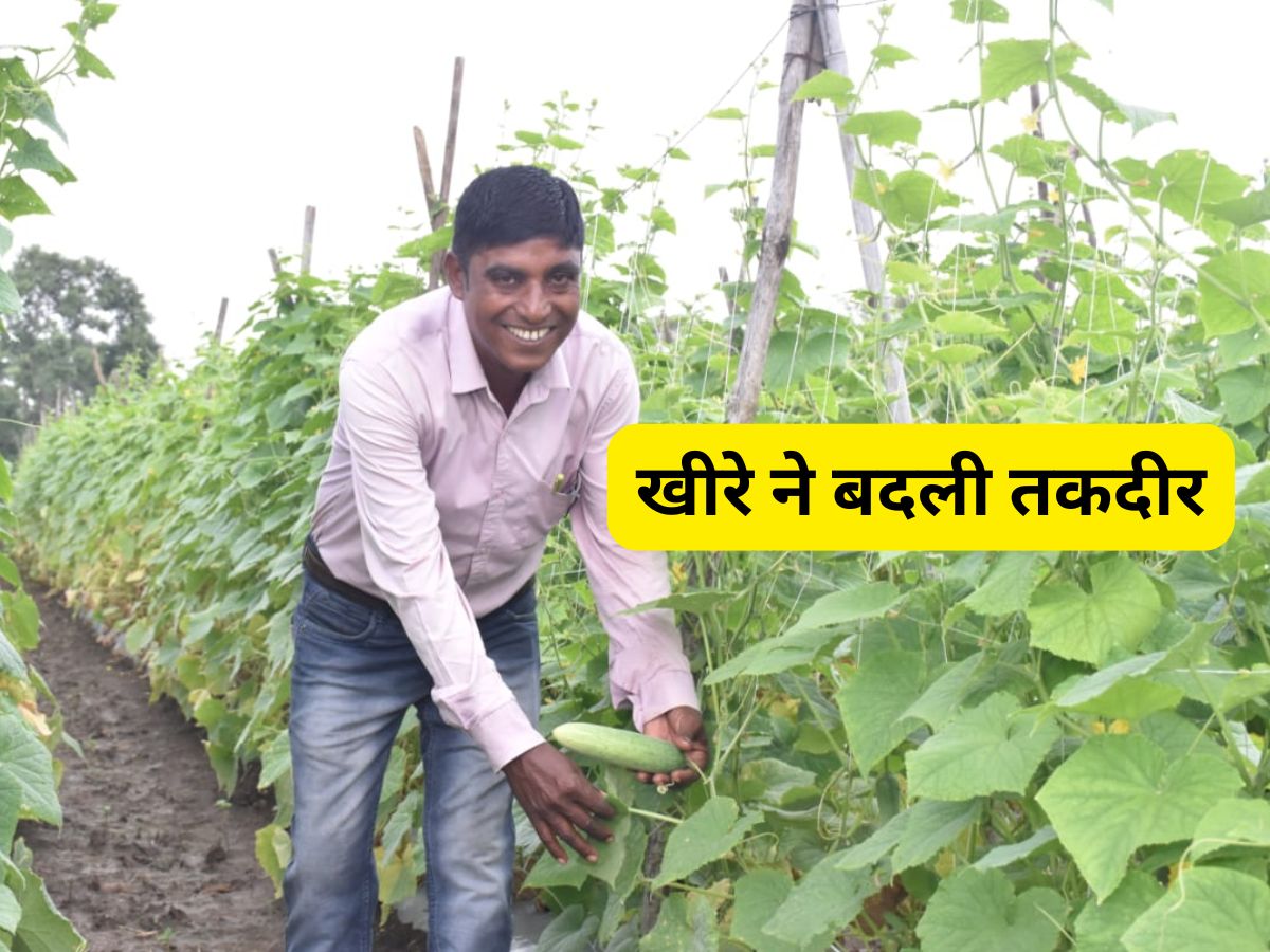 Success Story: खेती में इनोवेशन से बदली तकदीर! खीरे की बंपर पैदावार से हुई ₹2.50 लाख की कमाई