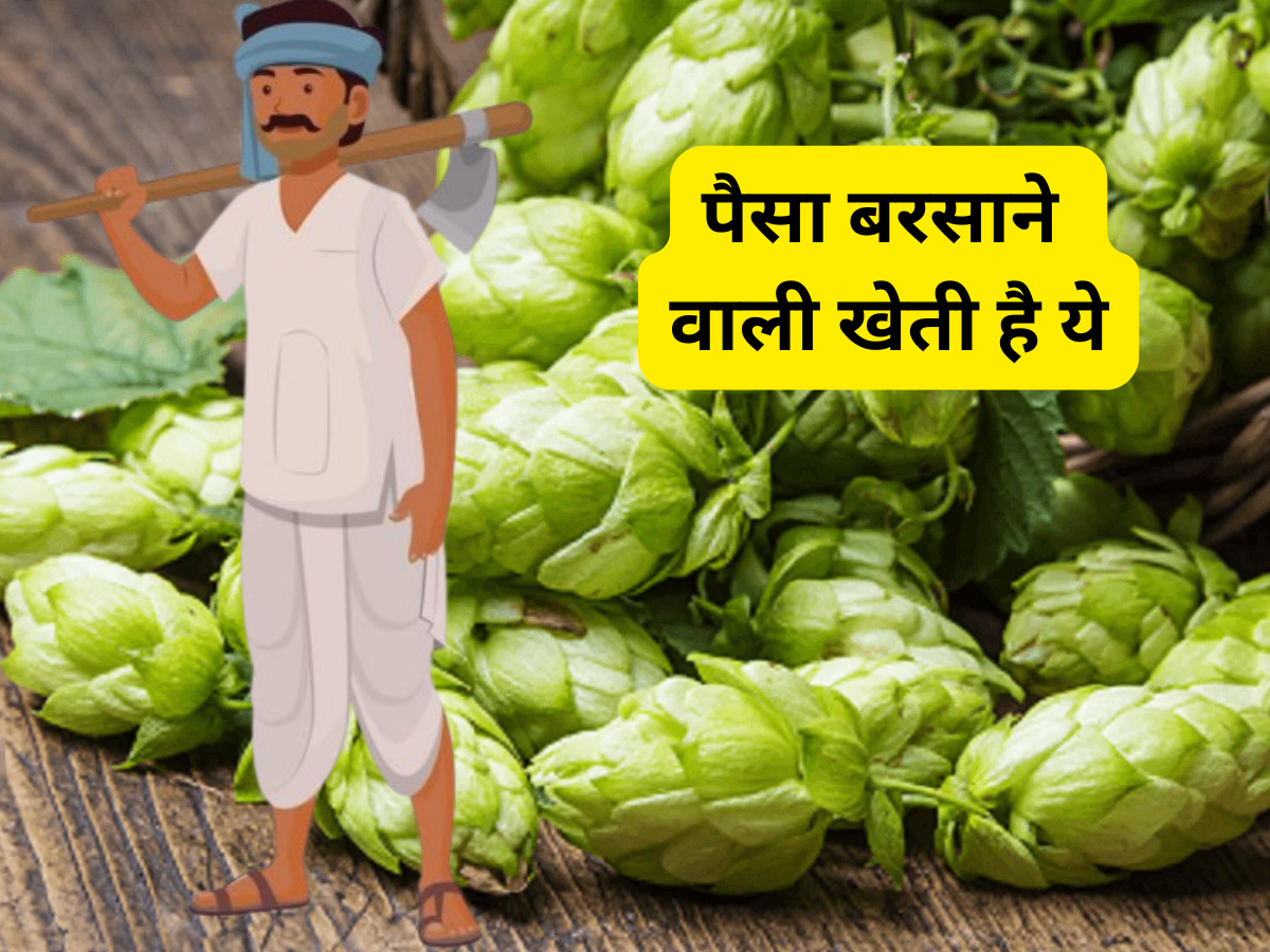 ये खेती नहीं सच में 'नोट छापने की मशीन' है, एक बार उगाया तो नोट गिनते-गिनते जाएंगे थक,देश के आधे किसान इस खेती से हैं अनजान
