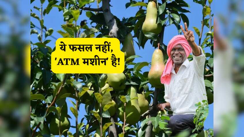 ये फसल नहीं, 'ATM मशीन' है! ₹5 में लगाओ पौधा, फिर हर साल देगा फल! खूब होगी नोटों की बारिश
