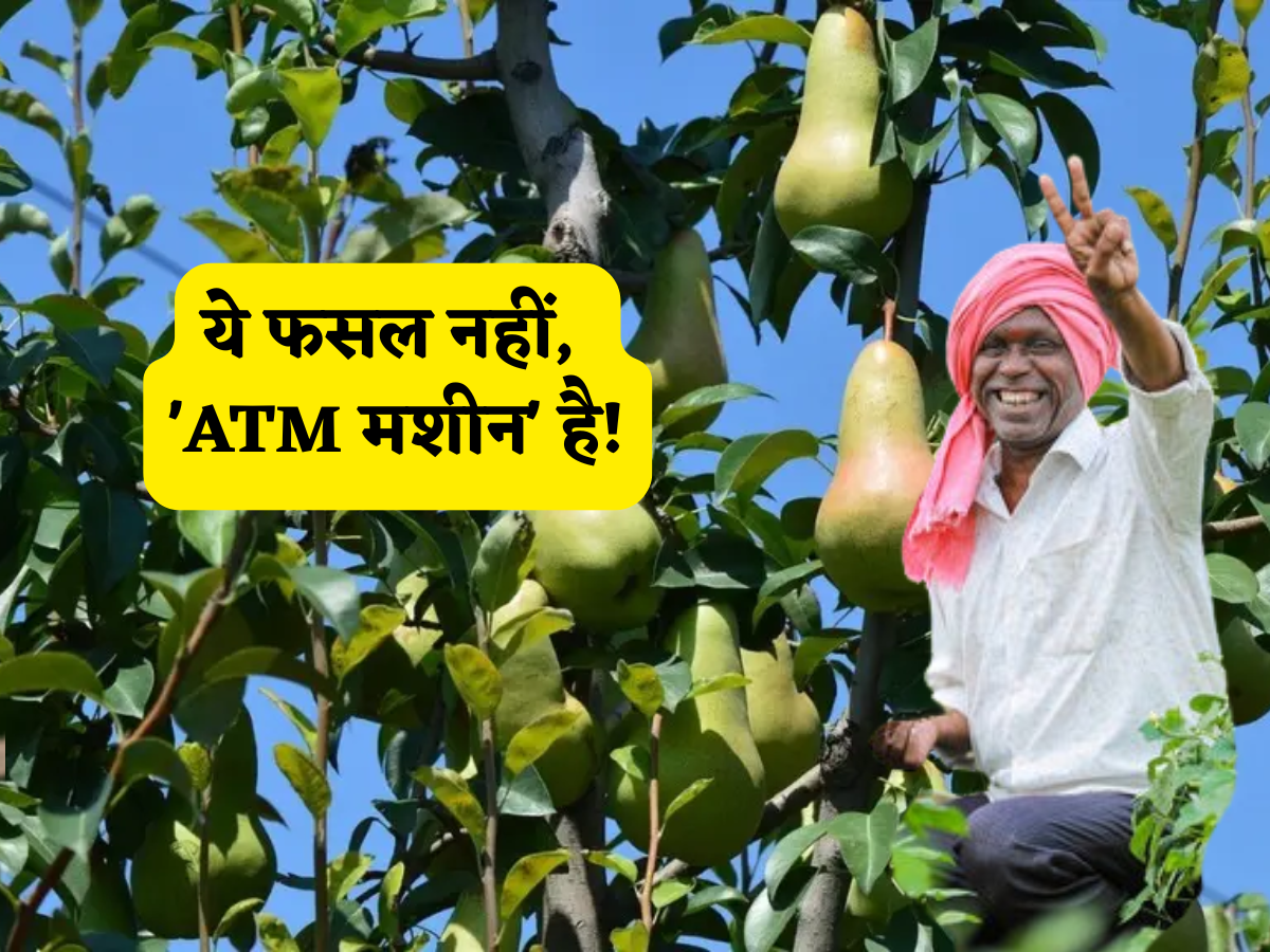ये फसल नहीं, 'ATM मशीन' है! ₹5 में लगाओ पौधा, फिर हर साल देगा फल! खूब होगी नोटों की बारिश