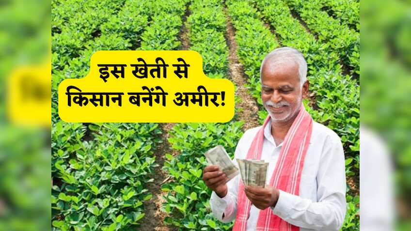 अमीर बनाने वाली खेती है ये! इन छोटे छोटे दानों की मार्केट में है हाई कीमत, एक बार उगाया तो किसान बन जाएंगे मालामाल