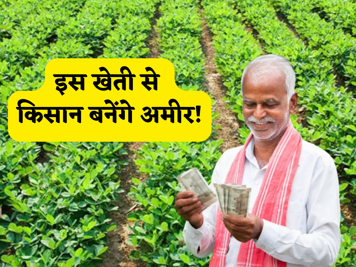 अमीर बनाने वाली खेती है ये! इन छोटे छोटे दानों की मार्केट में है हाई कीमत, एक बार उगाया तो किसान बन जाएंगे मालामाल