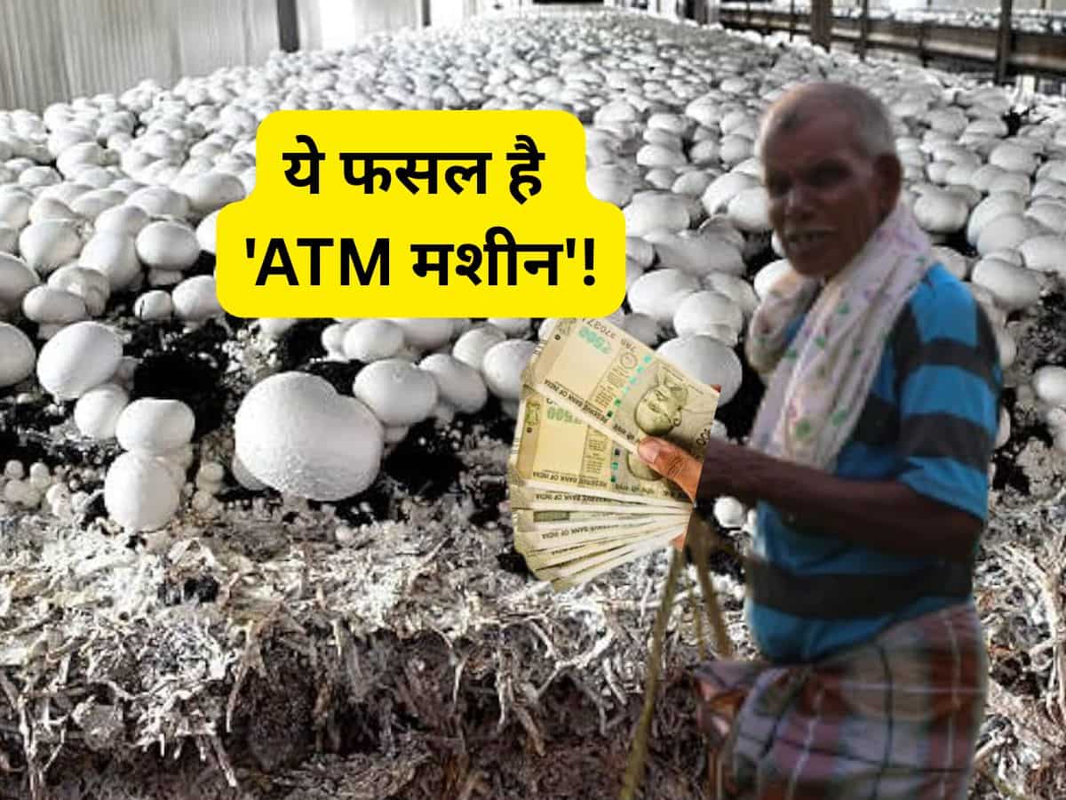 ये फसल है 'ATM मशीन'! खेती के लिए खेत की जरूरत नहीं, एक कमरे में भी कर सकते हैं शुरू, 90% तक मिलेगी सब्सिडी