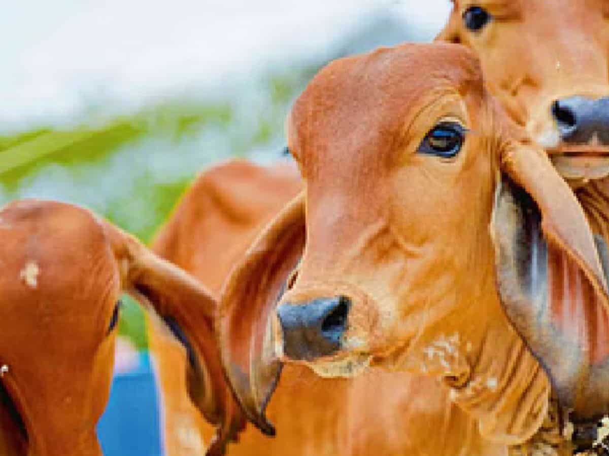 देसी गायों की खोलें डेयरी फार्म! सरकार दे रही ₹11.80 लाख, जानें योजना से जुड़ी सभी जरूरी बातें