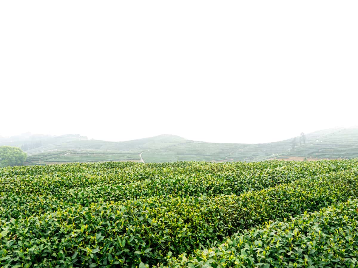 FSSAI स्टैंडर्ड पर खरी न उतरने वाली चाय की नहीं हो सकेगी निलामी, टी बोर्ड का बड़ा फैसला