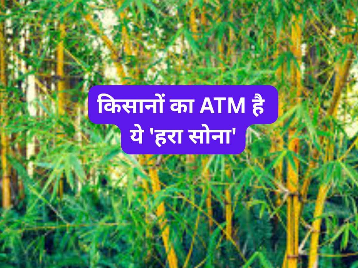 किसानों का ATM है ये 'हरा सोना'! लगा लिया तो 40 साल तक होगी कमाई, सरकार दे रही ₹60 हजार
