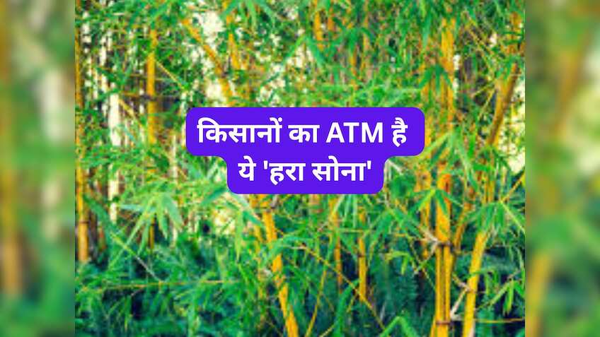 किसानों का ATM है ये 'हरा सोना'! लगा लिया तो 40 साल तक होगी कमाई, सरकार दे रही ₹60 हजार