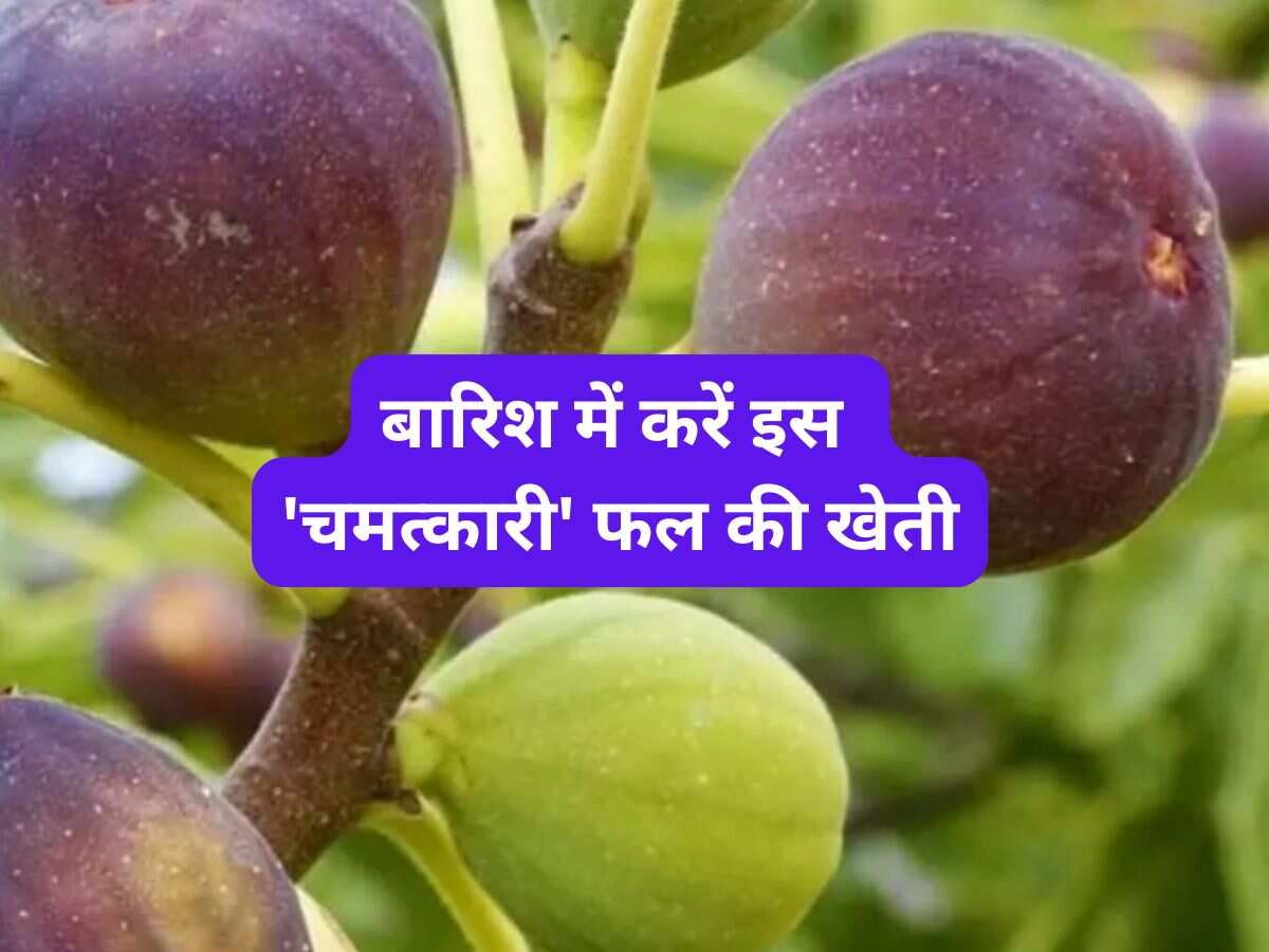 बारिश में करें इस 'चमत्कारी' फल की खेती! कमाई इतनी कि गिनते-गिनते थक जाएंगे नोट, सरकार भी दे रही ₹50 हजार