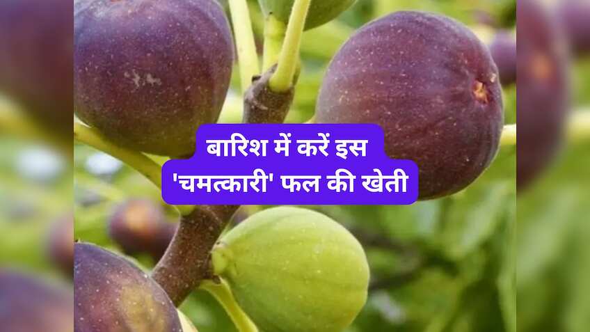 बारिश में करें इस 'चमत्कारी' फल की खेती! कमाई इतनी कि गिनते-गिनते थक जाएंगे नोट, सरकार भी दे रही ₹50 हजार
