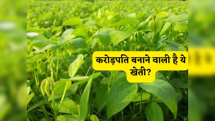 करोड़पति बनाने वाली है ये खेती,  सिर्फ 30 दिनों में मुनाफा देगी ये फसल, समझें खेती का A TO Z पूरा प्रोसेस और कैलकुलेशन