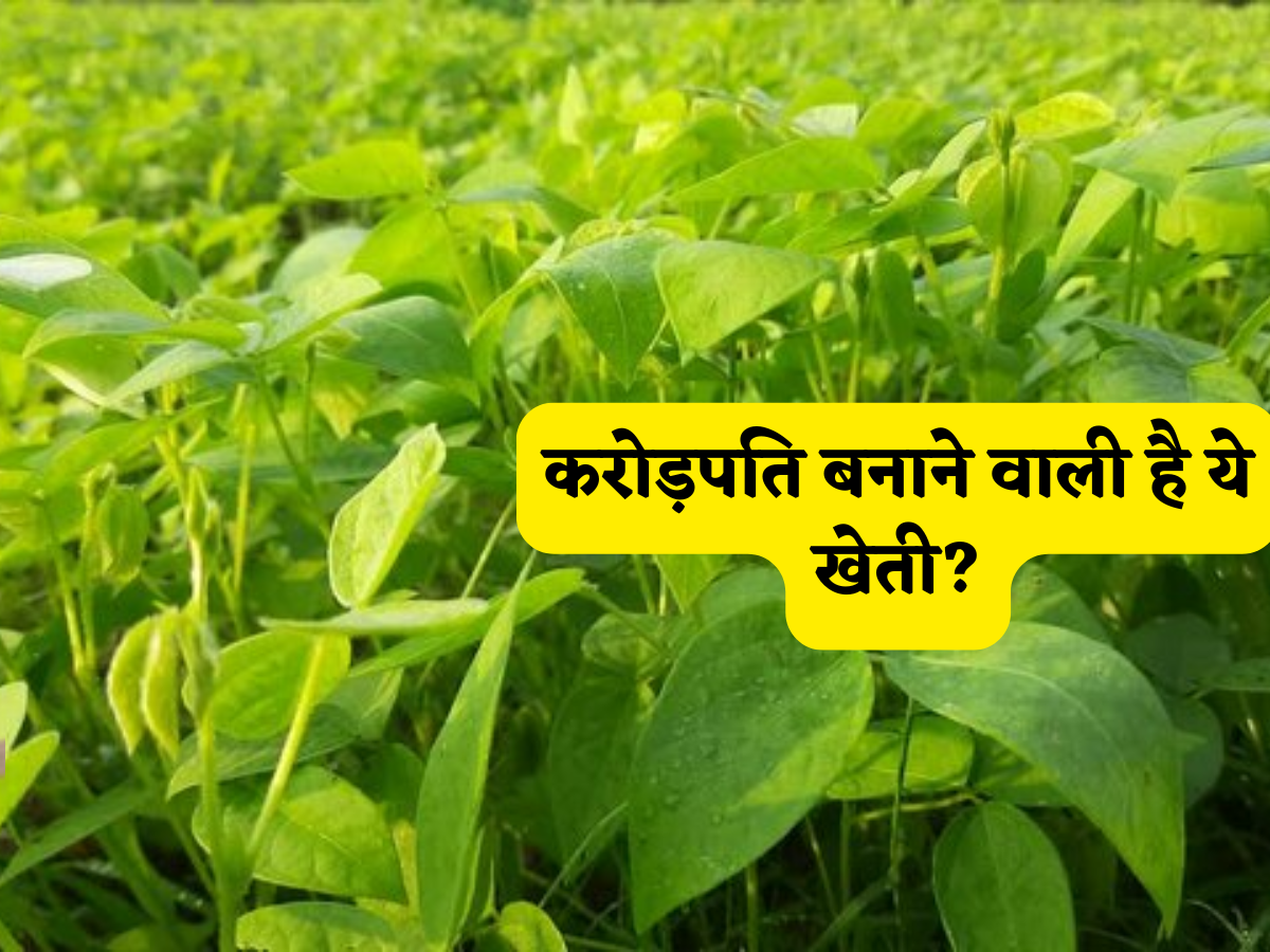 करोड़पति बनाने वाली है ये खेती, सिर्फ 30 दिनों में मुनाफा देगी ये फसल, समझें खेती का A TO Z पूरा प्रोसेस और कैलकुलेशन