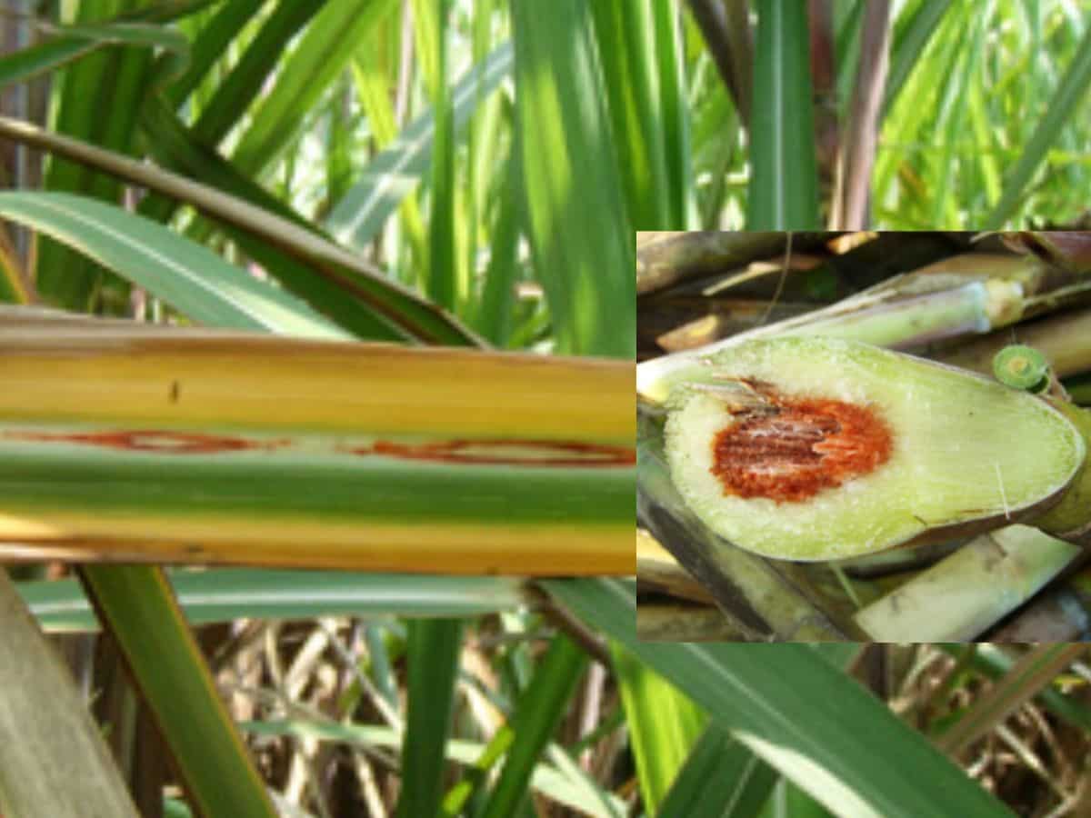 गन्ने का कैंसर कहा जाता है ये रोग! जानें बचाव का तरीका, वरना...