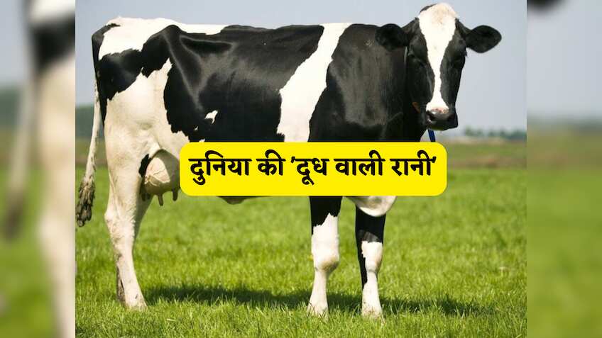 दुनिया की 'दूध वाली रानी': सोने से कम नहीं है ये गाय, 30 से 70 लीटर तक दूध देने के लिए हैं फेमस, एक बार जान लिया तो लाइफलाइम छापेंगे नोट