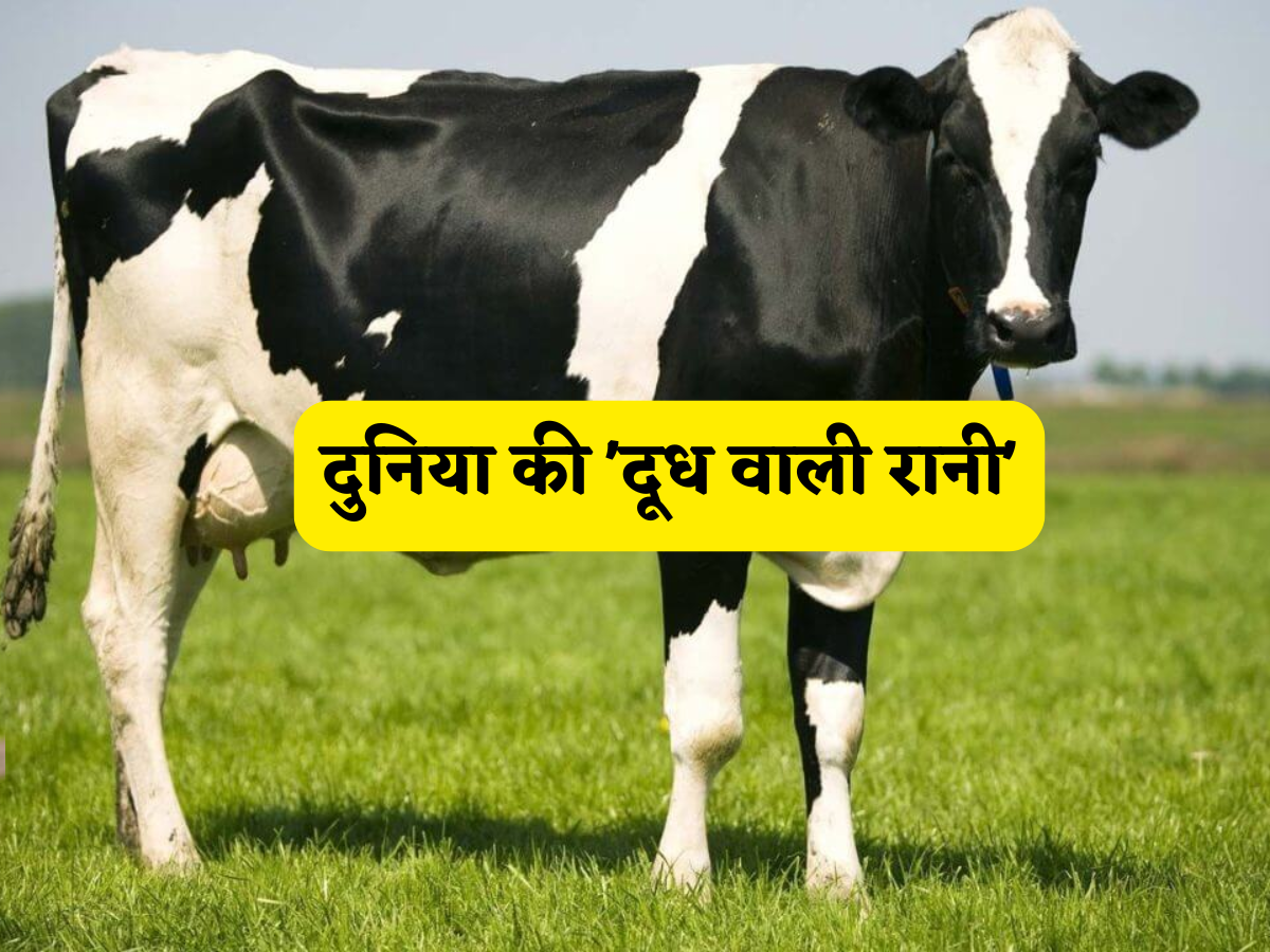 दुनिया की 'दूध वाली रानी': सोने से कम नहीं है ये गाय, 30 से 70 लीटर तक दूध देने के लिए हैं फेमस, एक बार जान लिया तो लाइफलाइम छापेंगे नोट