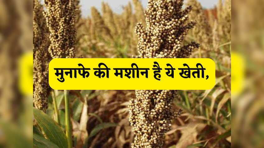 मुनाफे की मशीन है ये खेती, बस 2 महीने में भर-भर के मिलेगा पैसा, यहां समझें पूरा प्रोसेस