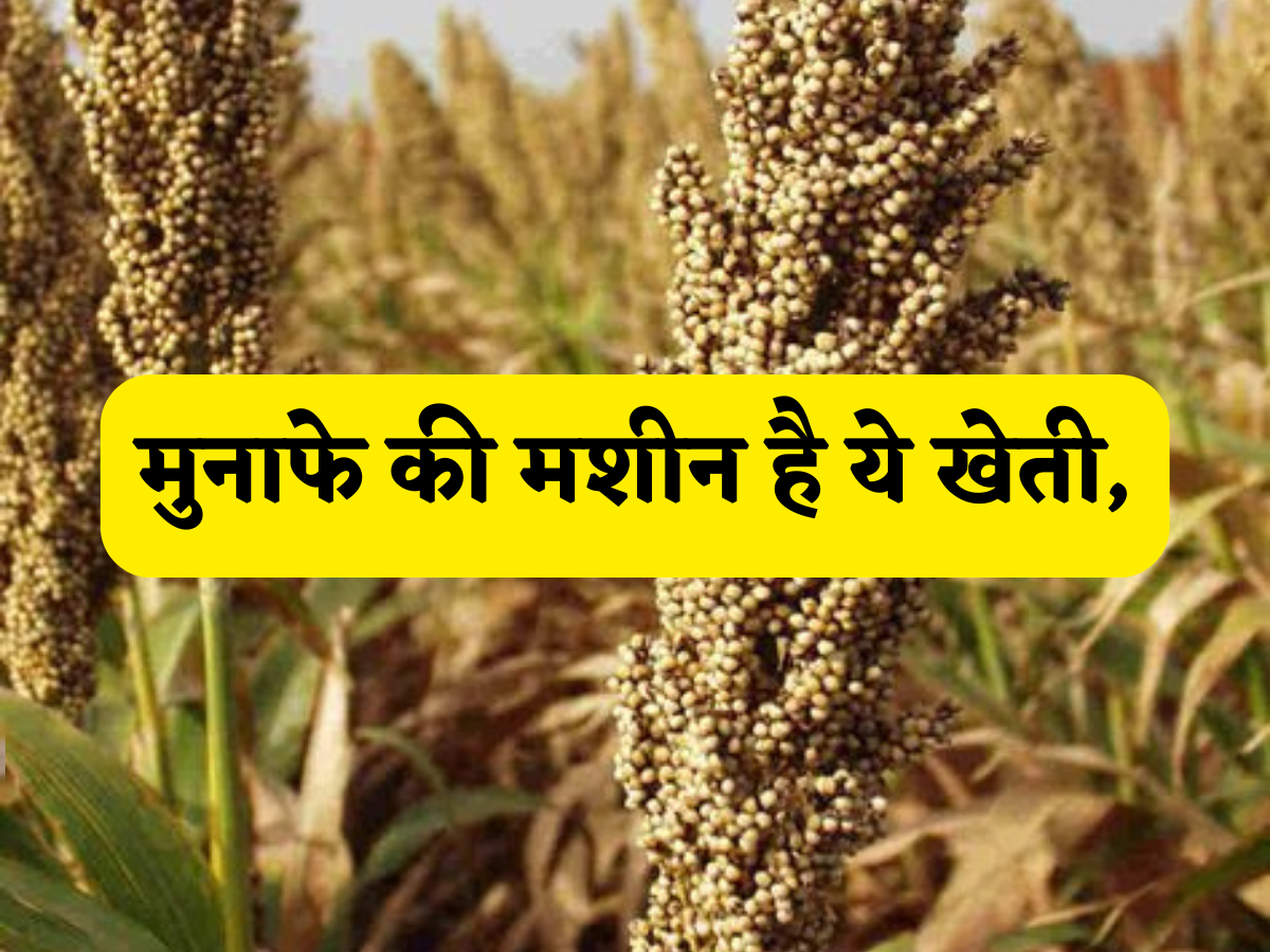 मुनाफे की मशीन है ये खेती, बस 2 महीने में भर-भर के मिलेगा पैसा, यहां समझें पूरा प्रोसेस