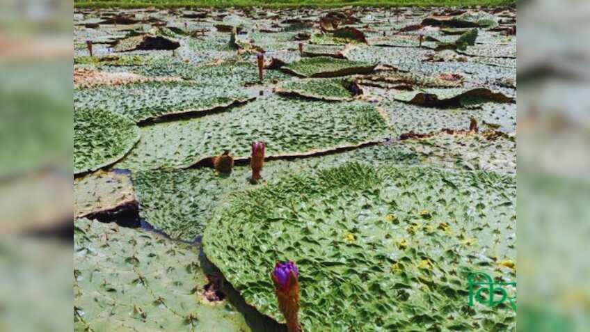 दुनिया तक छा गया ये 'सुपरफूड'! इसकी खेती किसानों को बनाएगी मालामाल, सरकार भी दे रही ₹72,750