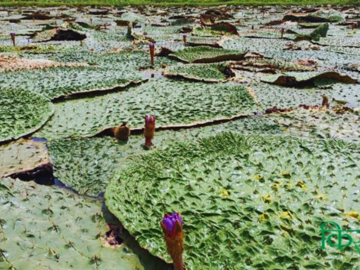 दुनिया तक छा गया ये 'सुपरफूड'! इसकी खेती किसानों को बनाएगी मालामाल, सरकार भी दे रही ₹72,750
