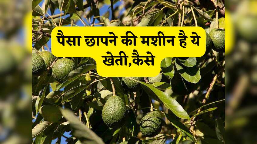 ये खेती है या कोई'नोट छापने की मशीन', एक बार लगाएं और फिर सालों मिलेगा पक्का वाला मुनाफा! सरकार भी देती है सब्सिडी