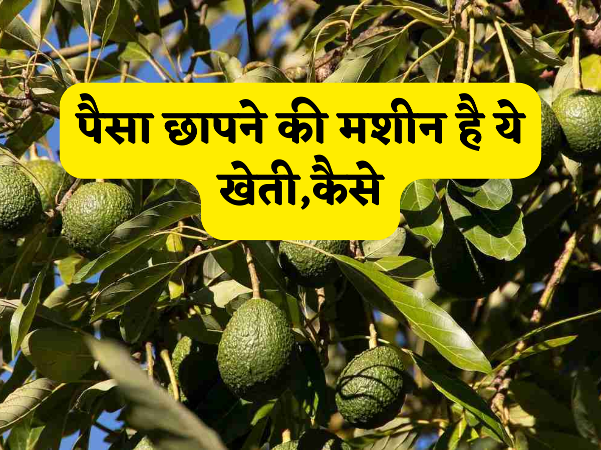 ये खेती है या कोई'नोट छापने की मशीन', एक बार लगाएं और फिर सालों मिलेगा पक्का वाला मुनाफा! सरकार भी देती है सब्सिडी