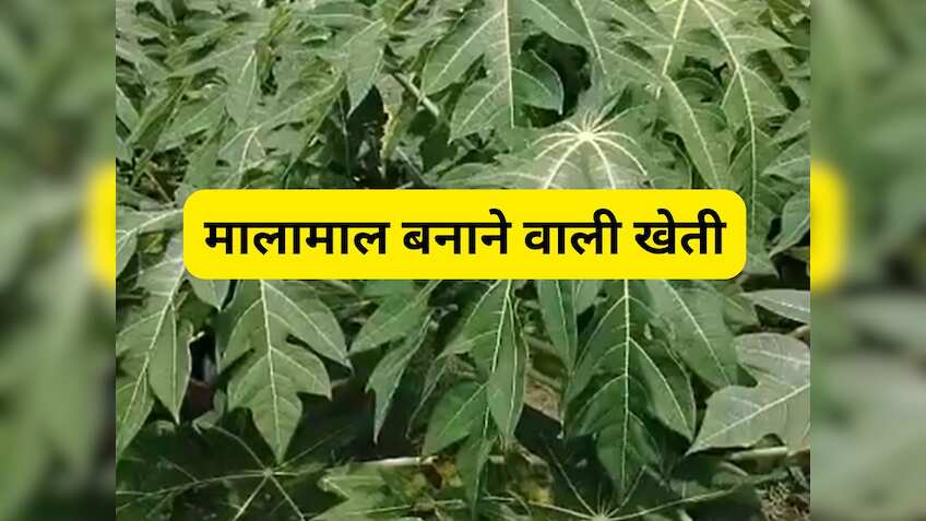 ये है मालामाल बनाने वाली खेती! सालभर बाजार में रहती है मांग, सरकार दे रही 45 हजार रुपये