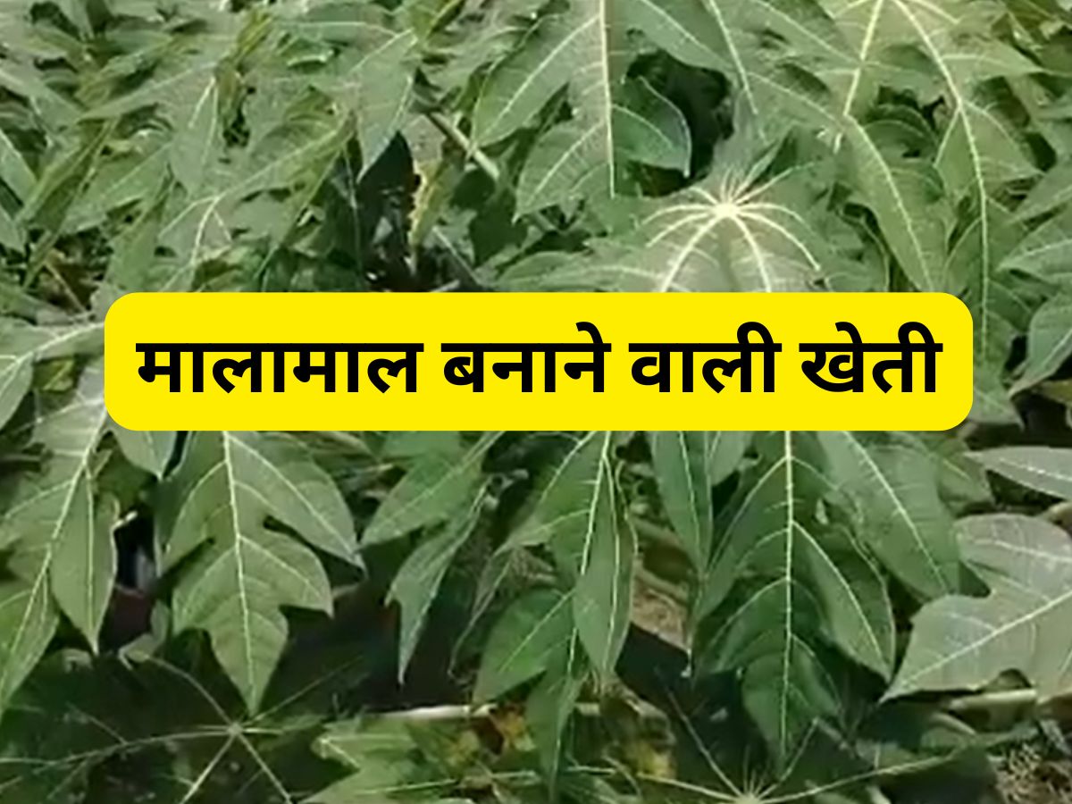 ये है मालामाल बनाने वाली खेती! सालभर बाजार में रहती है मांग, सरकार दे रही 45 हजार रुपये
