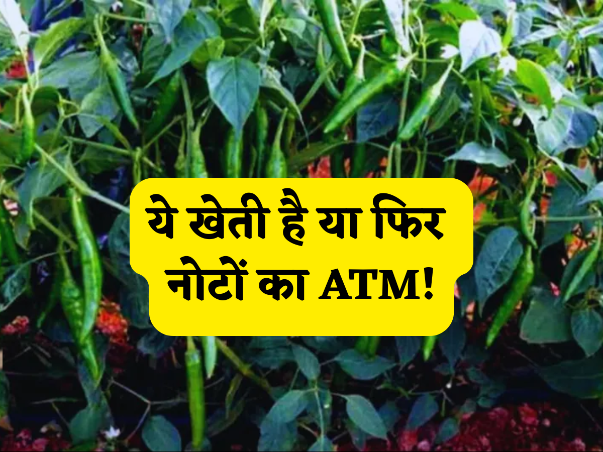 ये खेती है या फिर नोटों का ATM! 2 महीने के अंदर फसल होती है तैयार और सालभर मार्केट में रहती है बंपर डिमांड, हर किसान को होना चाहिए इसका पता