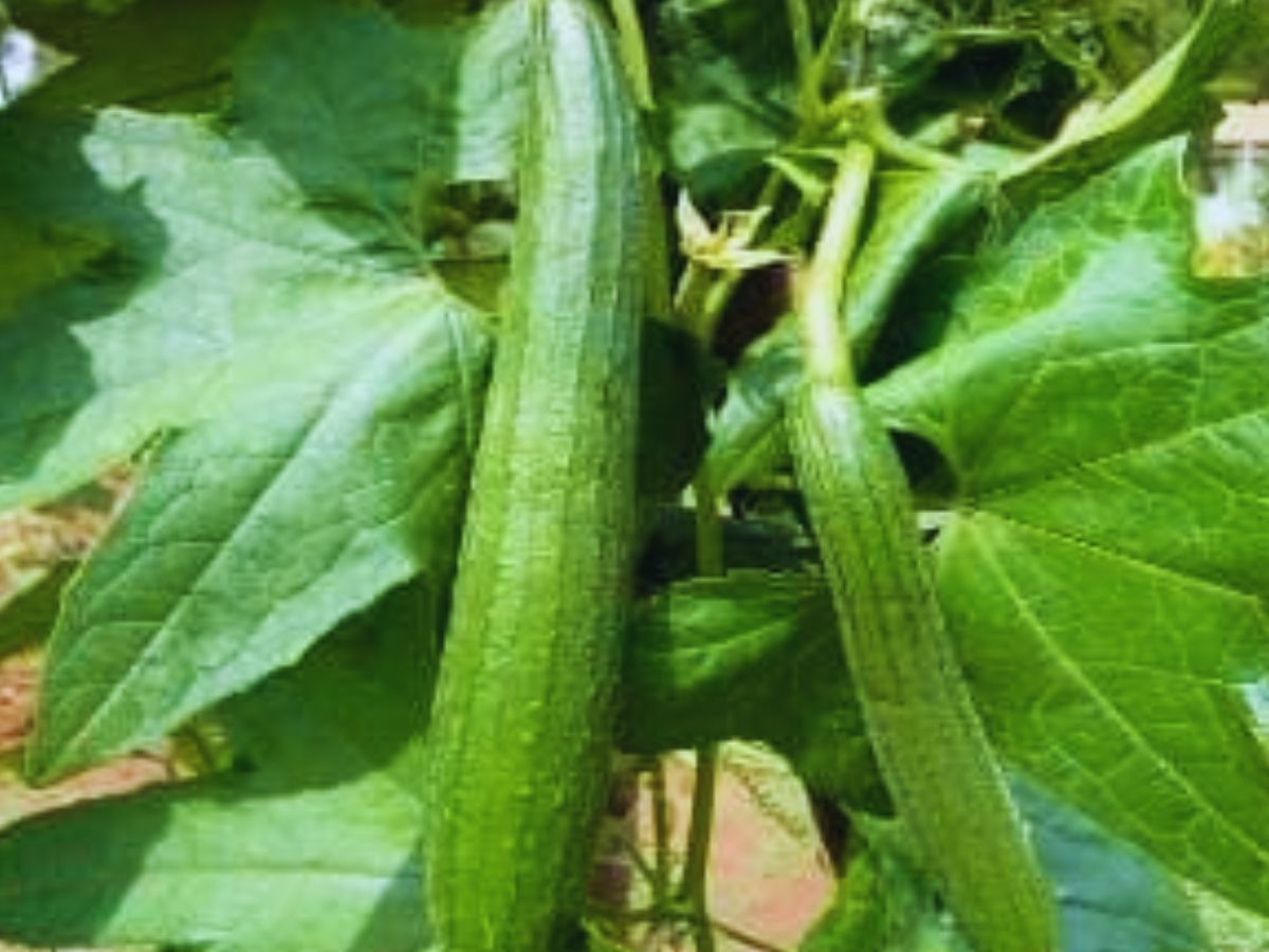 सब्जियों की खेती से मालामाल होंगे किसान, बीजों पर 75% सब्सिडी दे रही ये सरकार, ऐसे उठाएं फायदा