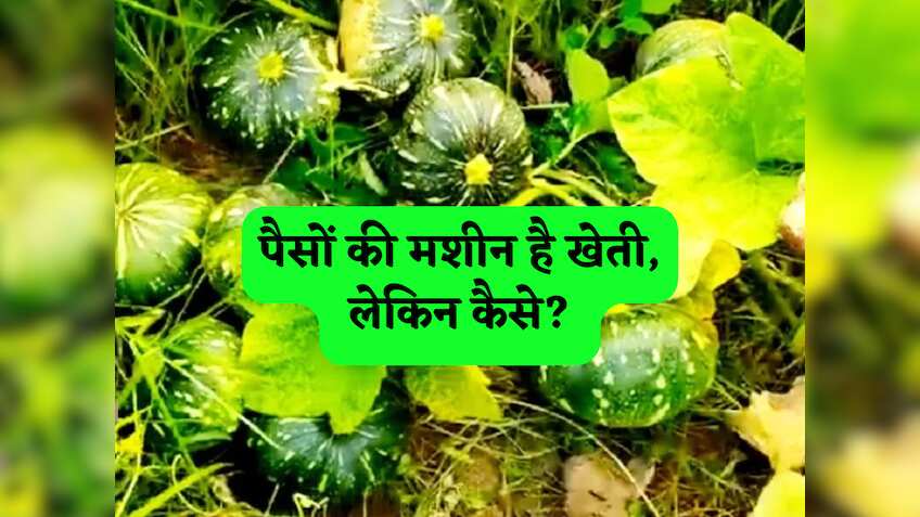 पैसों की मशीन है ये खेती, 90 दिन में तैयार होकर किसानों को देगी बंपर मुनाफा,सरकार भी करेगी आपकी मदद!