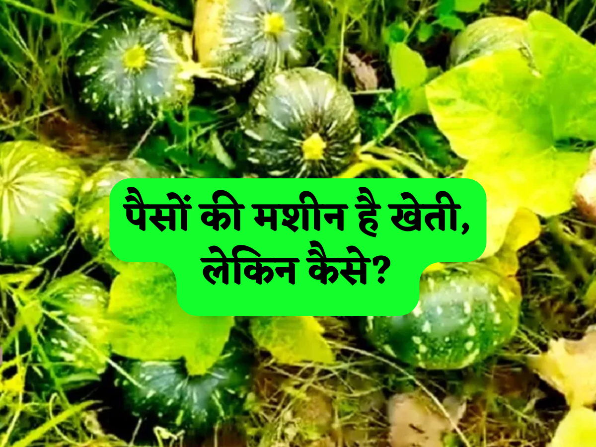 पैसों की मशीन है ये खेती, 90 दिन में तैयार होकर किसानों को देगी बंपर मुनाफा,सरकार भी करेगी आपकी मदद!