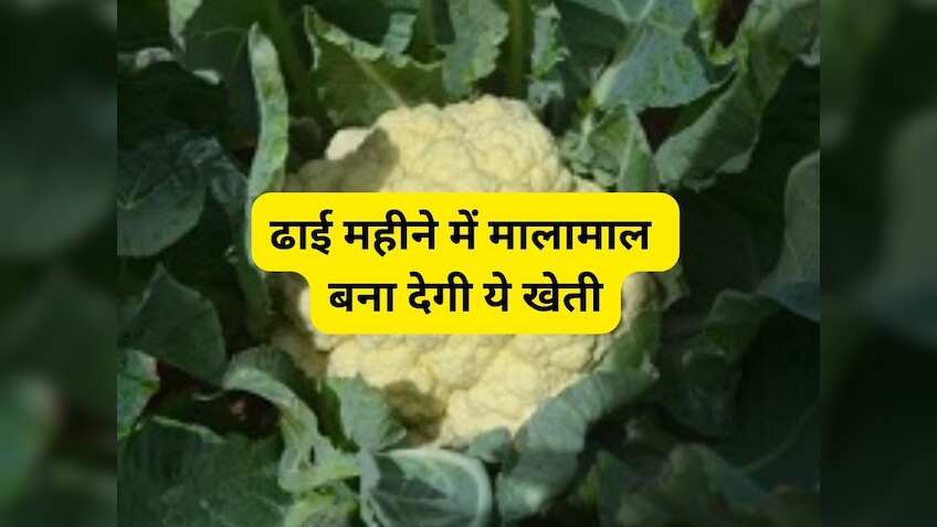 इस महीने करें फूलगोभी की बुआई! 75 दिनों में होगी पैसों की बरसात, जानिए सफल खेती की सभी जरूरी बातें