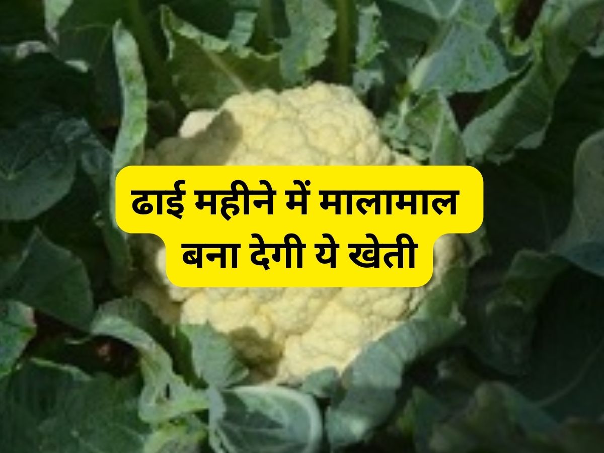 इस महीने करें फूलगोभी की बुआई! 75 दिनों में होगी पैसों की बरसात, जानिए सफल खेती की सभी जरूरी बातें