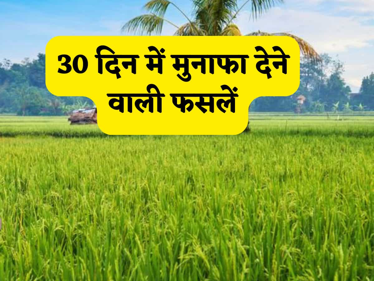 दिवाली से पहले किसानों पर होगी मुनाफे की जबरदस्त बारिश! 30 दिन में उगने वाली इन 8 फसलों को तुरंत खेत में दें जगह