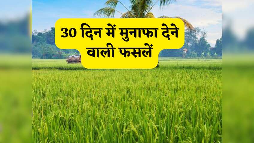 दिवाली से पहले किसानों पर होगी मुनाफे की जबरदस्त बारिश! 30 दिन में उगने वाली इन 8 फसलों को तुरंत खेत में दें जगह