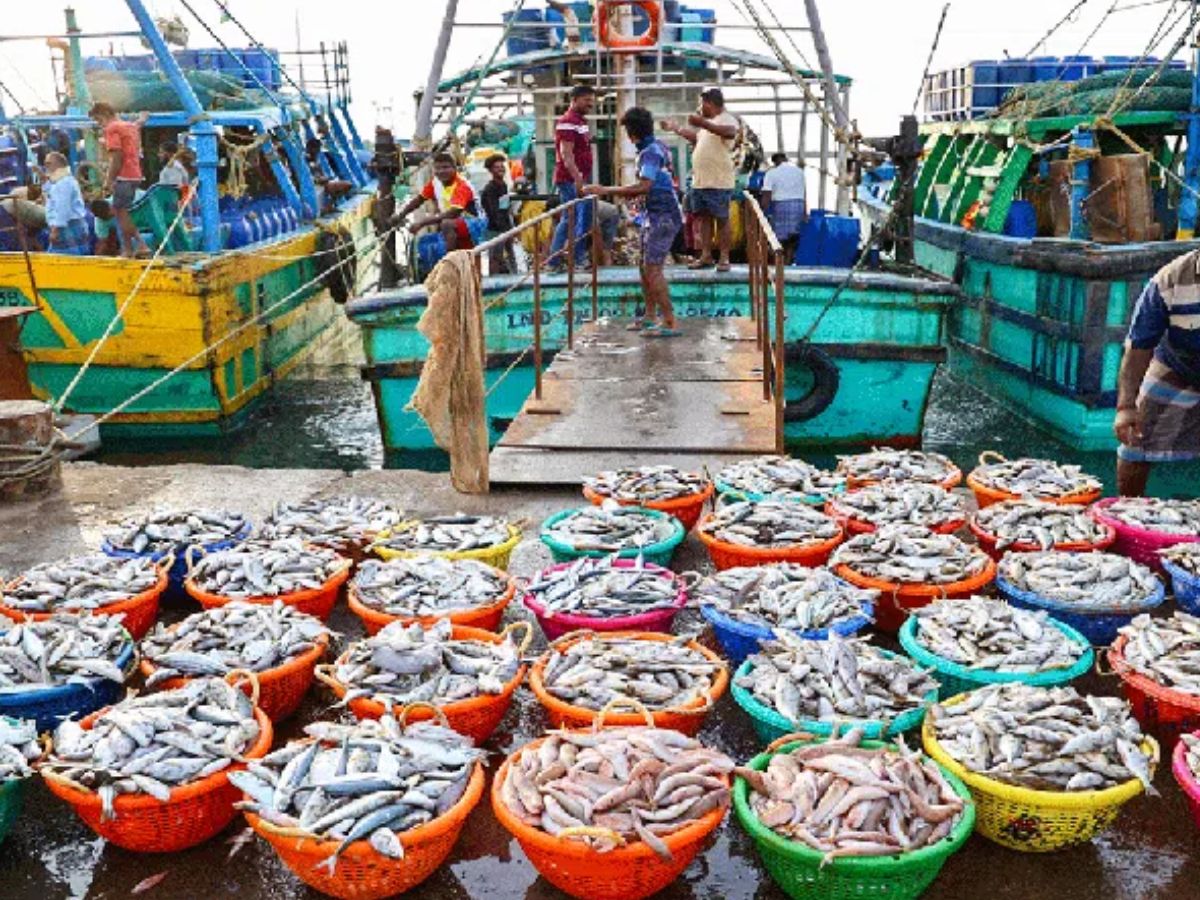 टूना मछली और समुद्री शैवाल के निर्यात को मिलेगा बढ़ावा, लक्षद्वीप में नवंबर में होगी इन्वेस्टर मीट