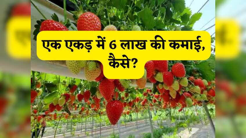 एक एकड़ में 6 लाख की कमाई! 4-6 महीने में तैयार होने वाली ये फसल पक्का बनाए लखपति! जानें आसान और गारंटीड प्रोसस