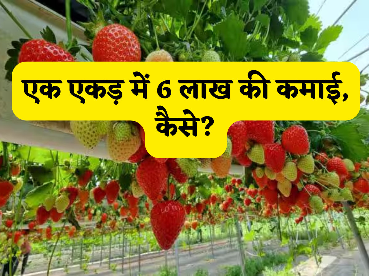 एक एकड़ में 6 लाख की कमाई! 4-6 महीने में तैयार होने वाली ये फसल पक्का बनाए लखपति! जानें आसान और गारंटीड प्रोसस