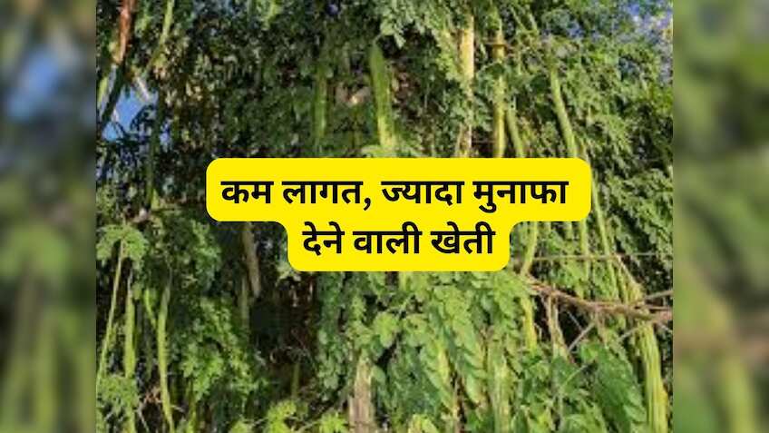 बेहद चमत्कारी है ये पेड़! हर हिस्से में छिपा सेहत का खजाना, मांग है जबरदस्त, बागवानी बनाएगी मालामाल