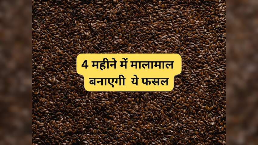 4 महीने में बंपर कमाई कराएगी ये फसल! किसानों को फ्री में बीज दे रही सरकार, जानें आवेदन की अंतिम तारीख समेत पूरी डीटेल