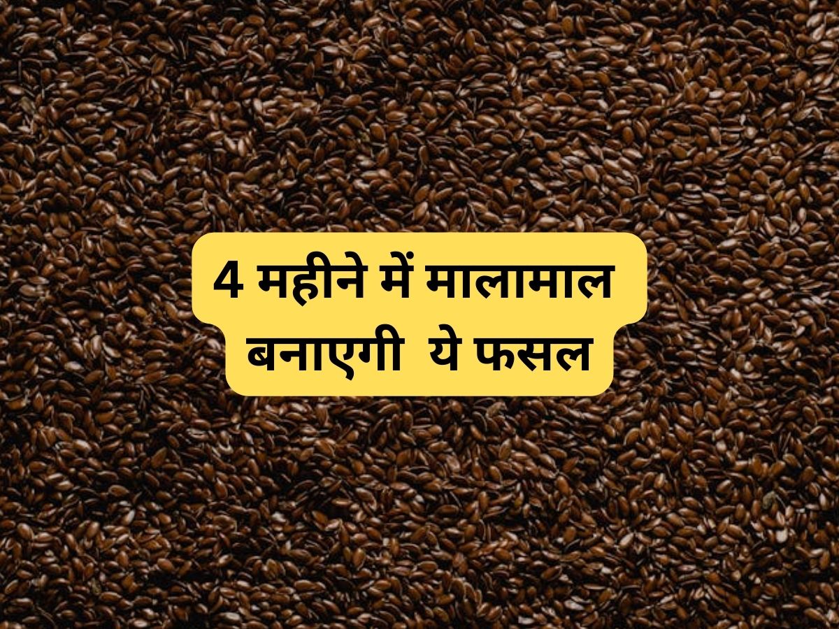 4 महीने में बंपर कमाई कराएगी ये फसल! किसानों को फ्री में बीज दे रही सरकार, जानें आवेदन की अंतिम तारीख समेत पूरी डीटेल