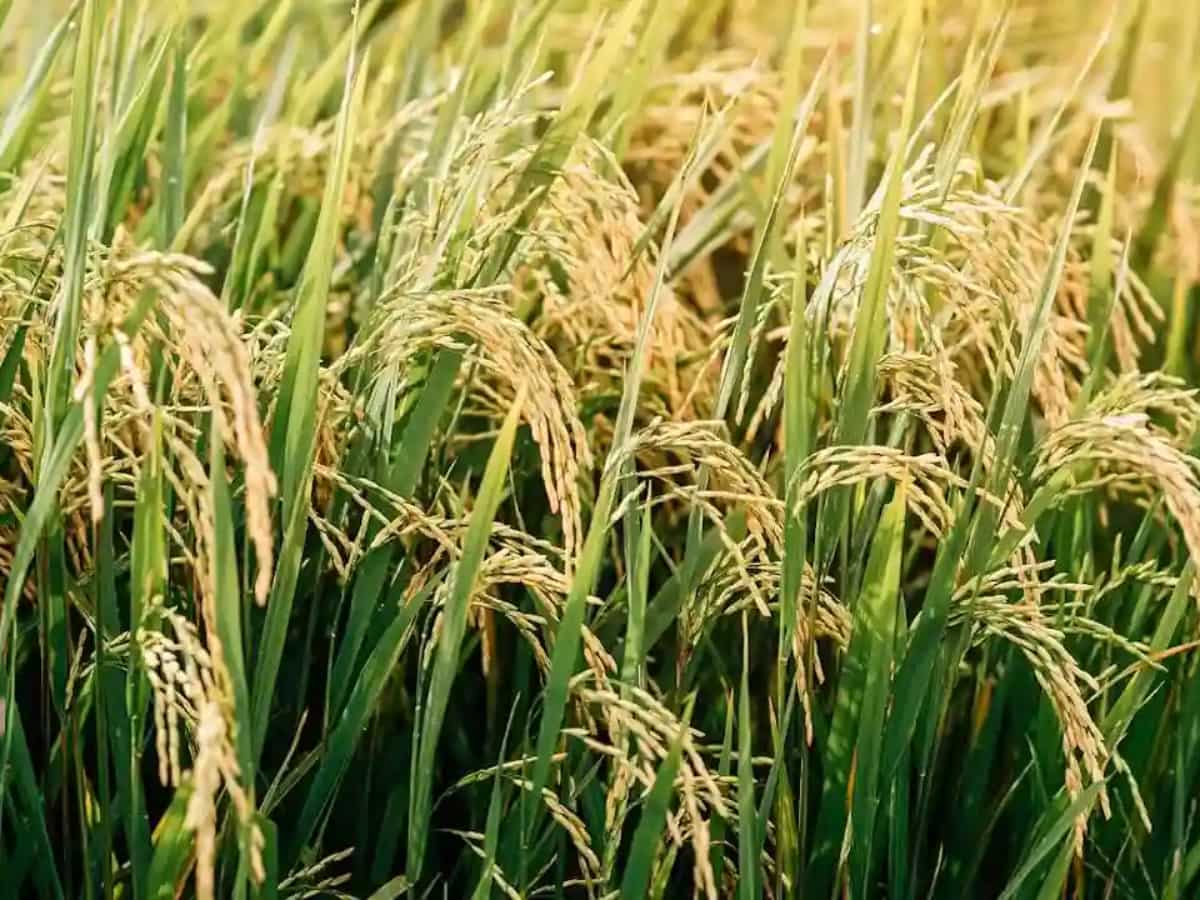 खुशखबरी! इस राज्य के किसानों के लिए सरकार का बड़ा तोहफा, धान खरीद में मिलेगी नमी की सीमा में छूट, जानिए क्या है पूरी खबर!