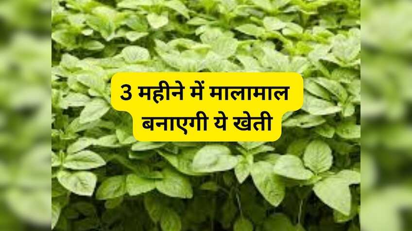 चौलाई है व्रत का सुपरफूड! 3 महीने में मालामाल बना देगी इसकी खेती, जानें चमत्कारी फायदे