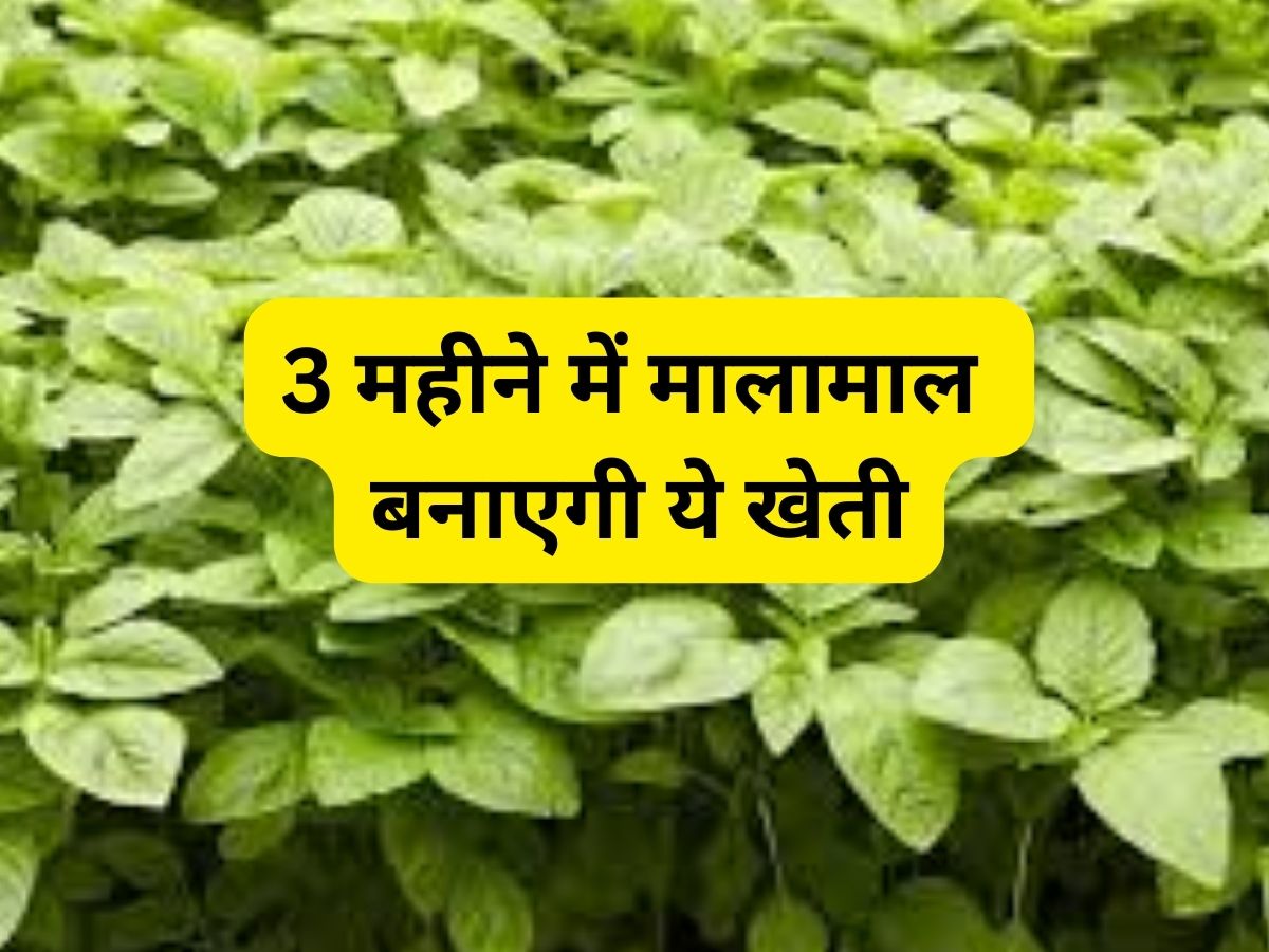 चौलाई है व्रत का सुपरफूड! 3 महीने में मालामाल बना देगी इसकी खेती, जानें चमत्कारी फायदे