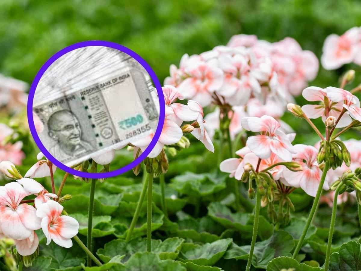 'गरीबों का गुलाब' है ये फूल! ₹20 हजार लीटर तक बिकता है इसका तेल, खेती से होगी छप्परफाड़ कमाई