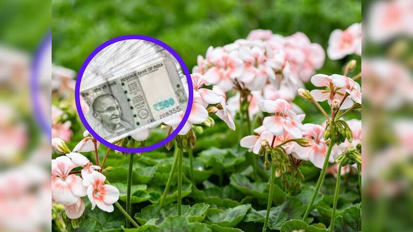 'गरीबों का गुलाब' है ये फूल! ₹20 हजार लीटर तक बिकता है इसका तेल, खेती से होगी छप्परफाड़ कमाई
