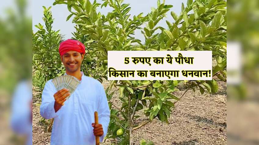 5 रुपए का ये छोटा सा पौधा है 'नोट छापने की मशीन'! किसान को बना देगा धनवान, लखपति बनाने वाली इस खेती का पूरा प्रोसेस और सब्सिडी जानें