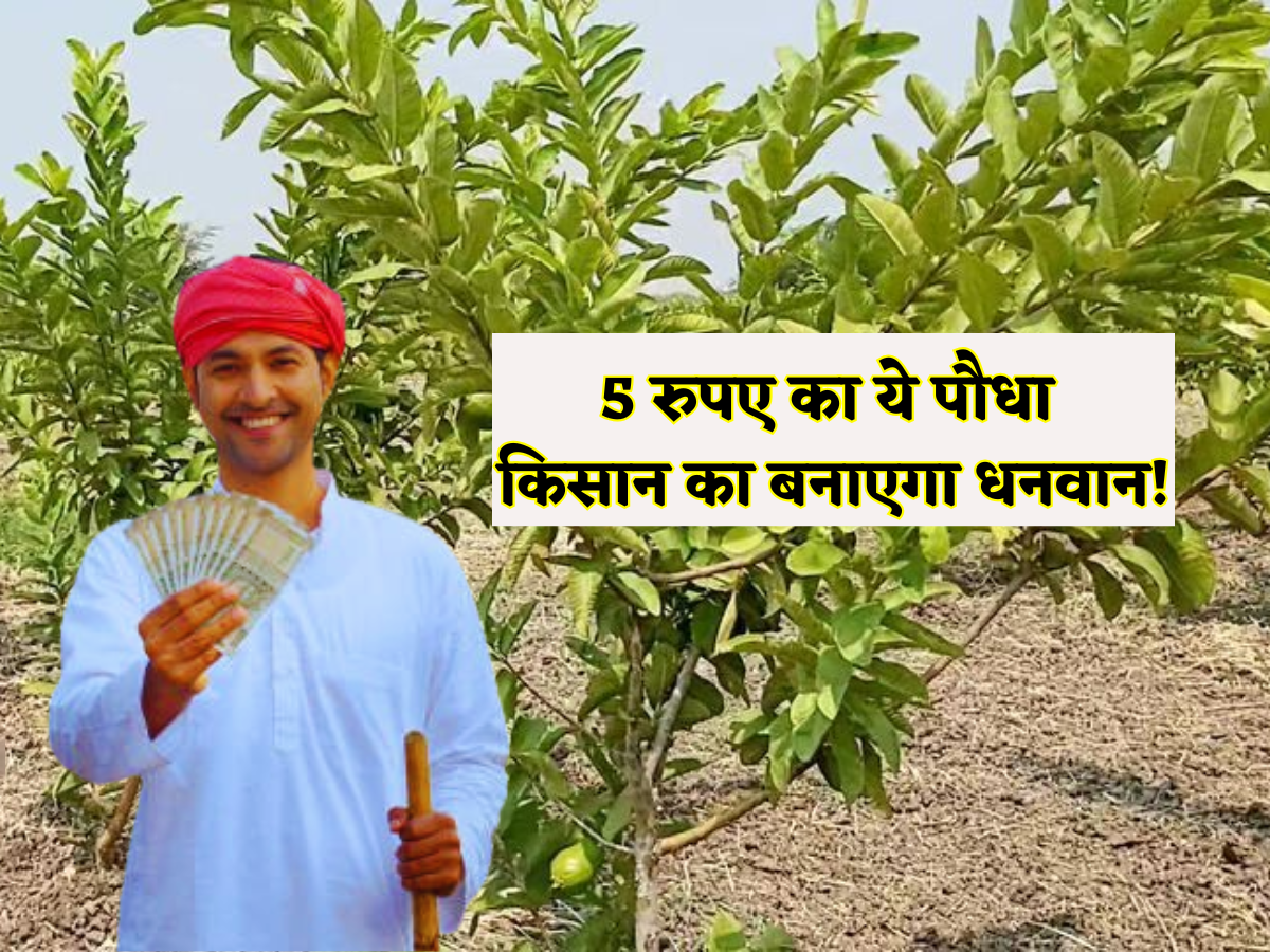 5 रुपए का ये छोटा सा पौधा है 'नोट छापने की मशीन'! किसान को बना देगा धनवान, लखपति बनाने वाली इस खेती का पूरा प्रोसेस और सब्सिडी जानें
